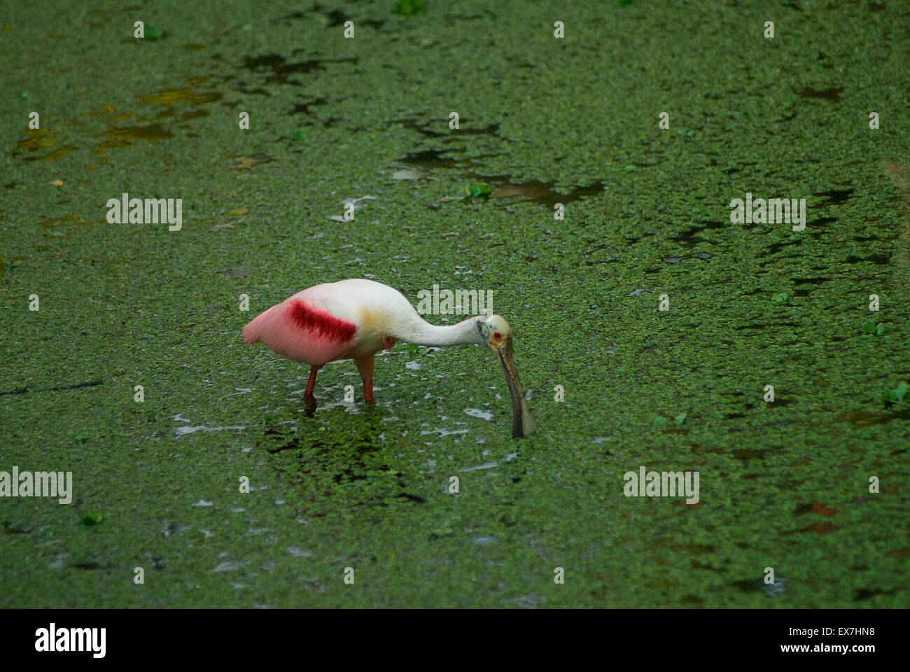 Roseate Spoonbill, Platalea ajaja Banque D'Images