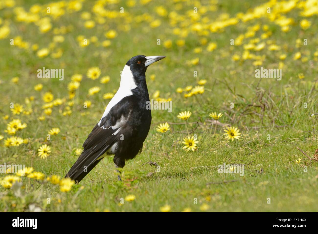 Gymnorhina tibicen Australian Magpie photographié dans le sud de l'Australie Banque D'Images Gymnorhina tibicen Australian Magpie photographié dans le sud de l'Australie Banque D'Images