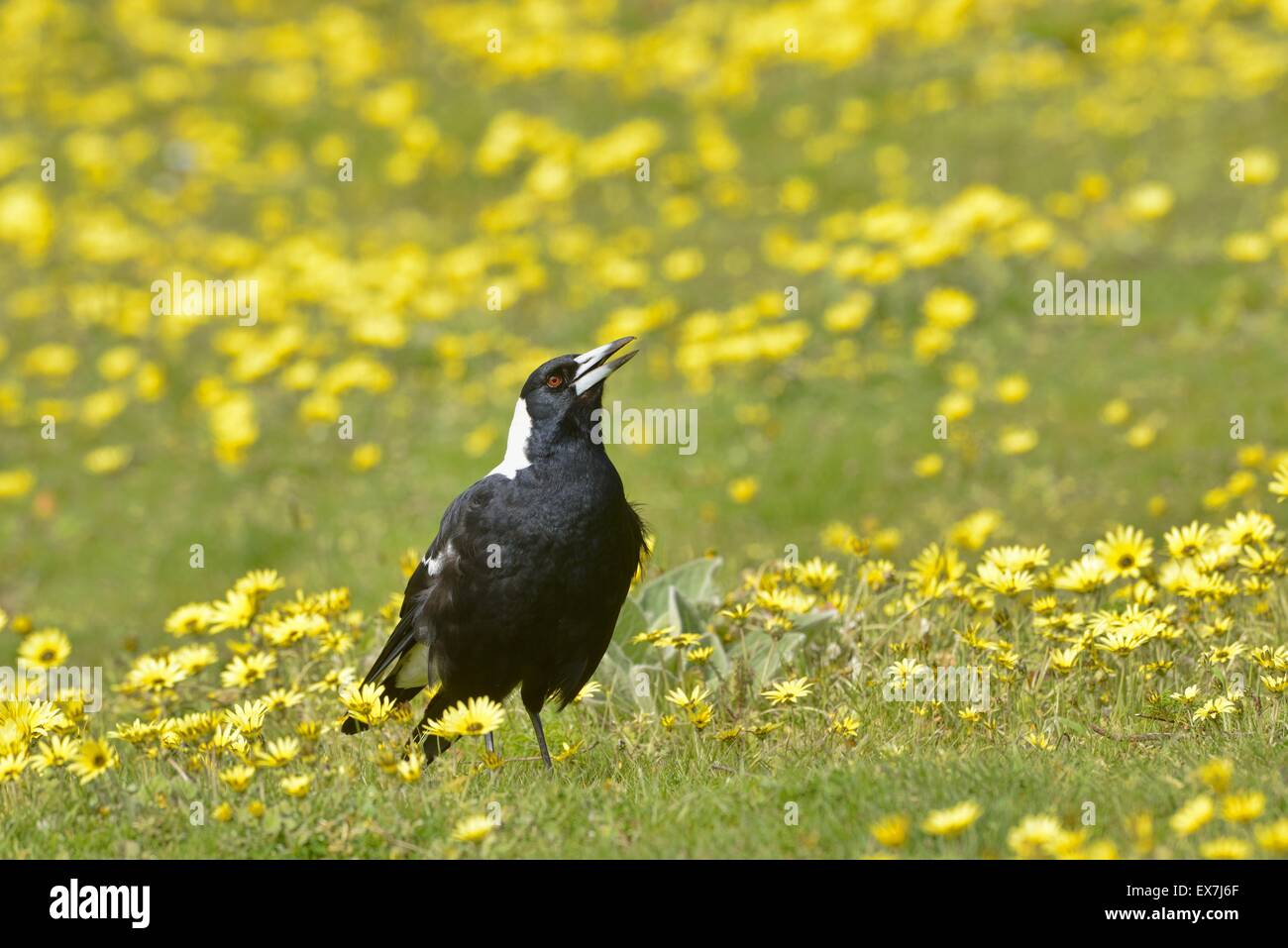 Gymnorhina tibicen Australian Magpie photographié le chant dans l'Australie du Sud Banque D'Images Gymnorhina tibicen Australian Magpie photographié le chant dans l'Australie du Sud Banque D'Images