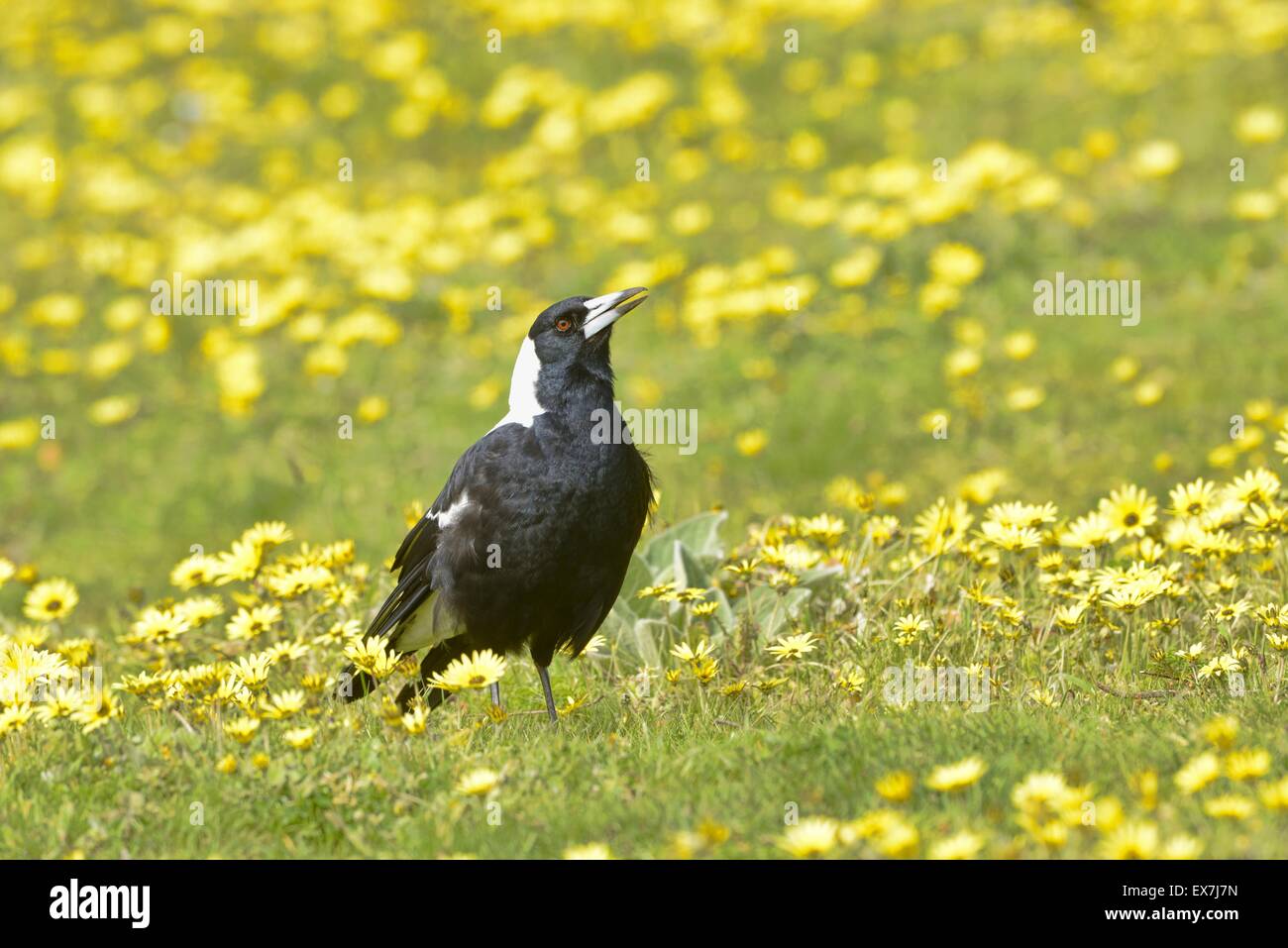 Gymnorhina tibicen Australian Magpie photographié le chant dans l'Australie du Sud Banque D'Images Gymnorhina tibicen Australian Magpie photographié le chant dans l'Australie du Sud Banque D'Images
