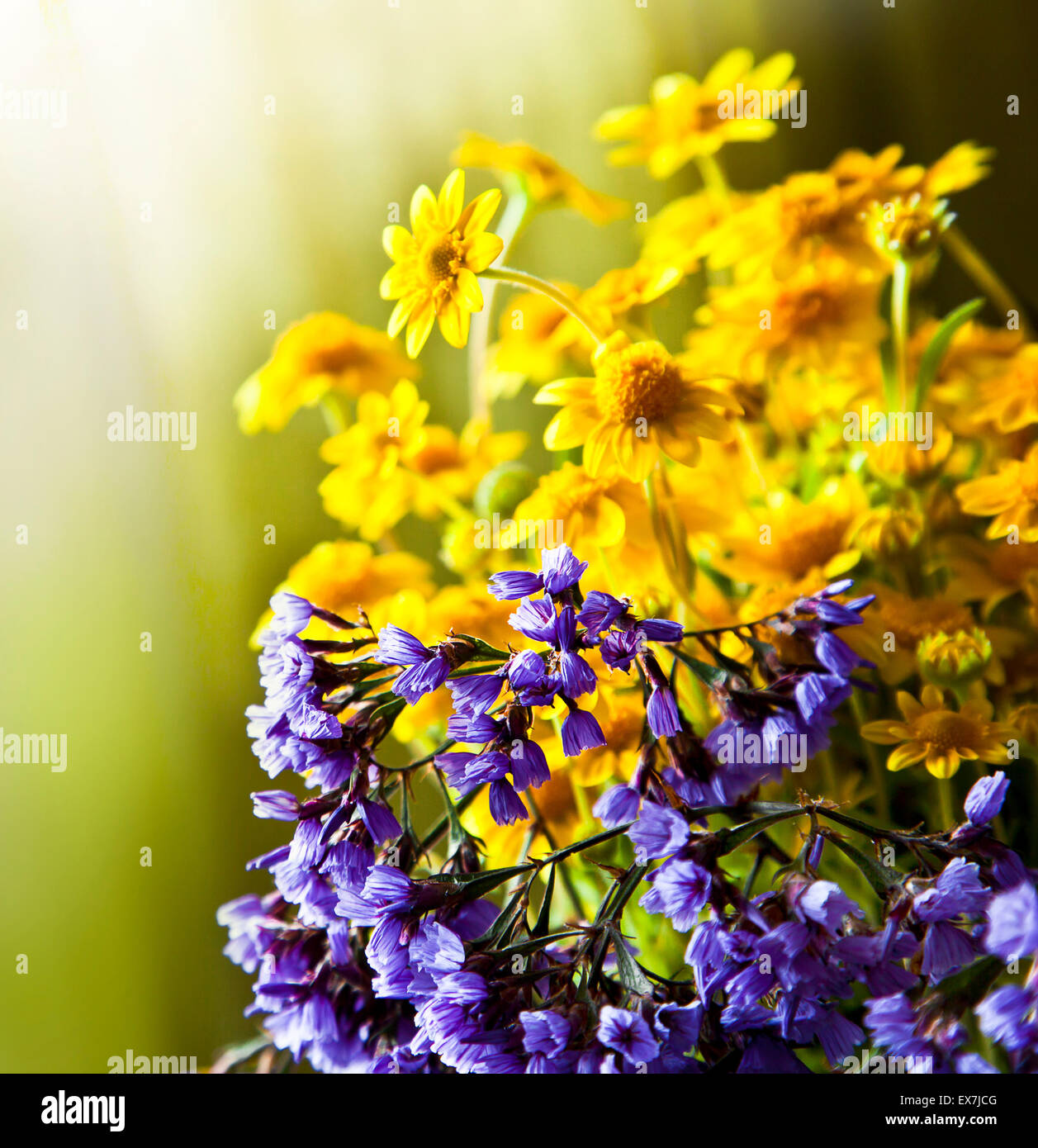 Belle fleur jaune sur fond de camomille et de fleurs violettes, carte de mariage, fleurs d'été, l'arrière-plan coloré Banque D'Images
