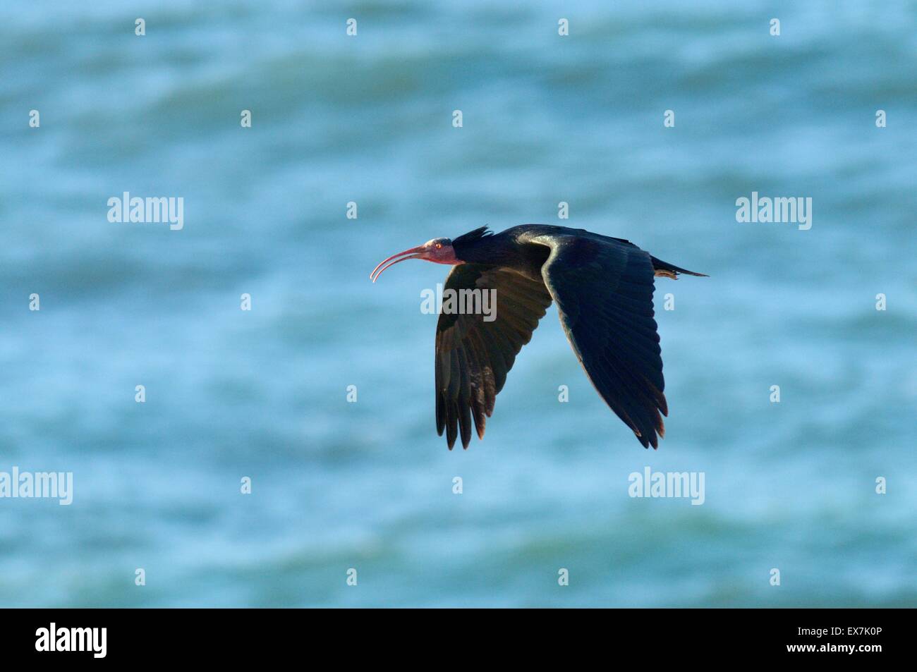 Ibis chauve Ibis Ermite (ou Waldrapp Geronticus eremita), en vol sur la côte atlantique du Maroc Banque D'Images Ibis chauve Ibis Ermite (ou Waldrapp Geronticus eremita), en vol sur la côte atlantique du Maroc Banque D'Images