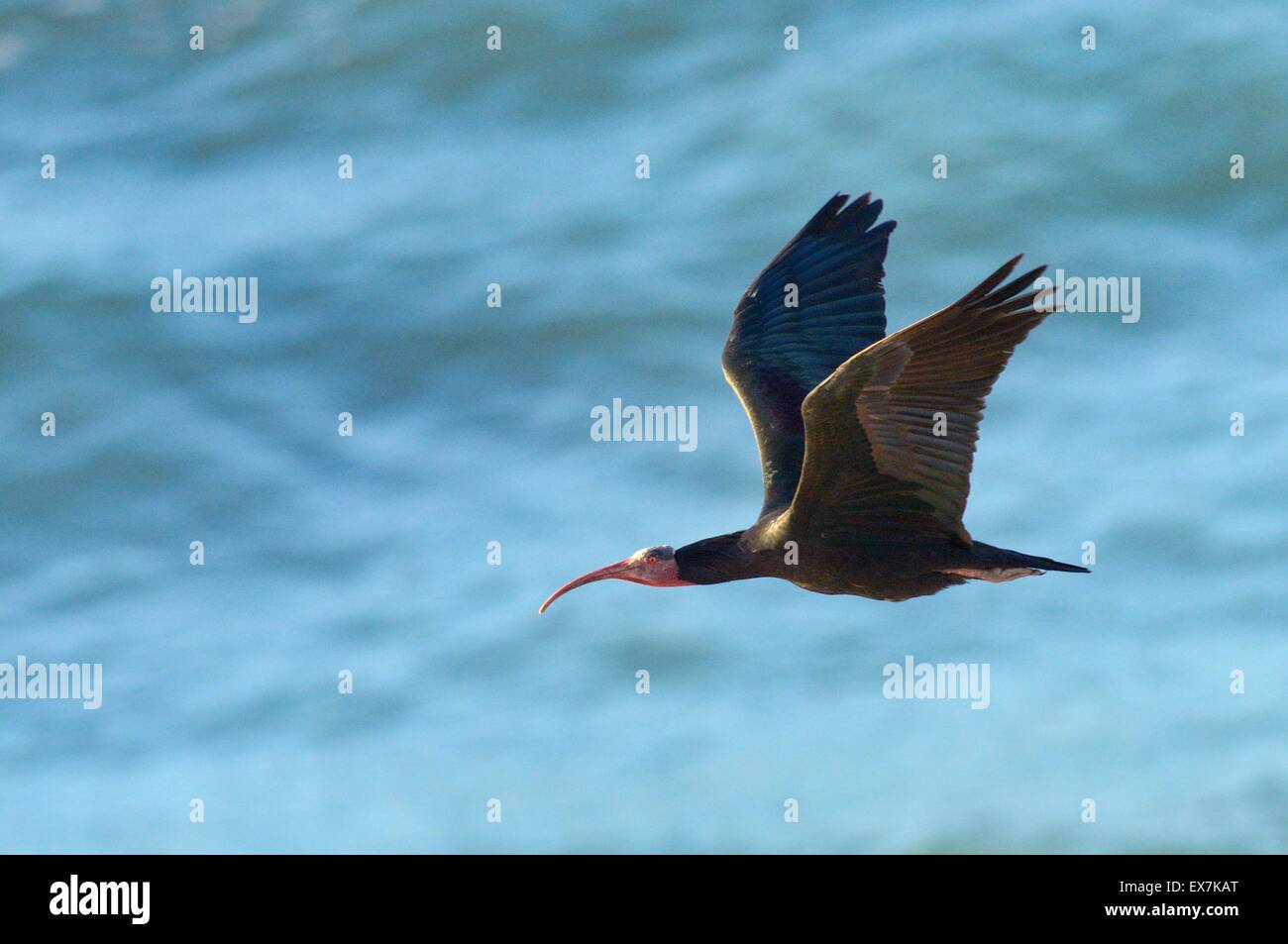 Ibis chauve Ibis Ermite (ou Waldrapp Geronticus eremita), en vol sur la côte atlantique du Maroc Banque D'Images Ibis chauve Ibis Ermite (ou Waldrapp Geronticus eremita), en vol sur la côte atlantique du Maroc Banque D'Images