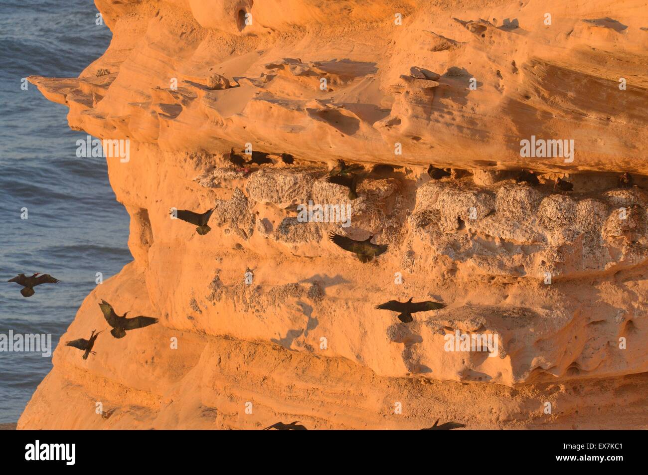Ibis chauve Ibis Ermite (ou) Waldrapp Geronticus eremita colonie de reproduction sur la côte atlantique du Maroc Banque D'Images