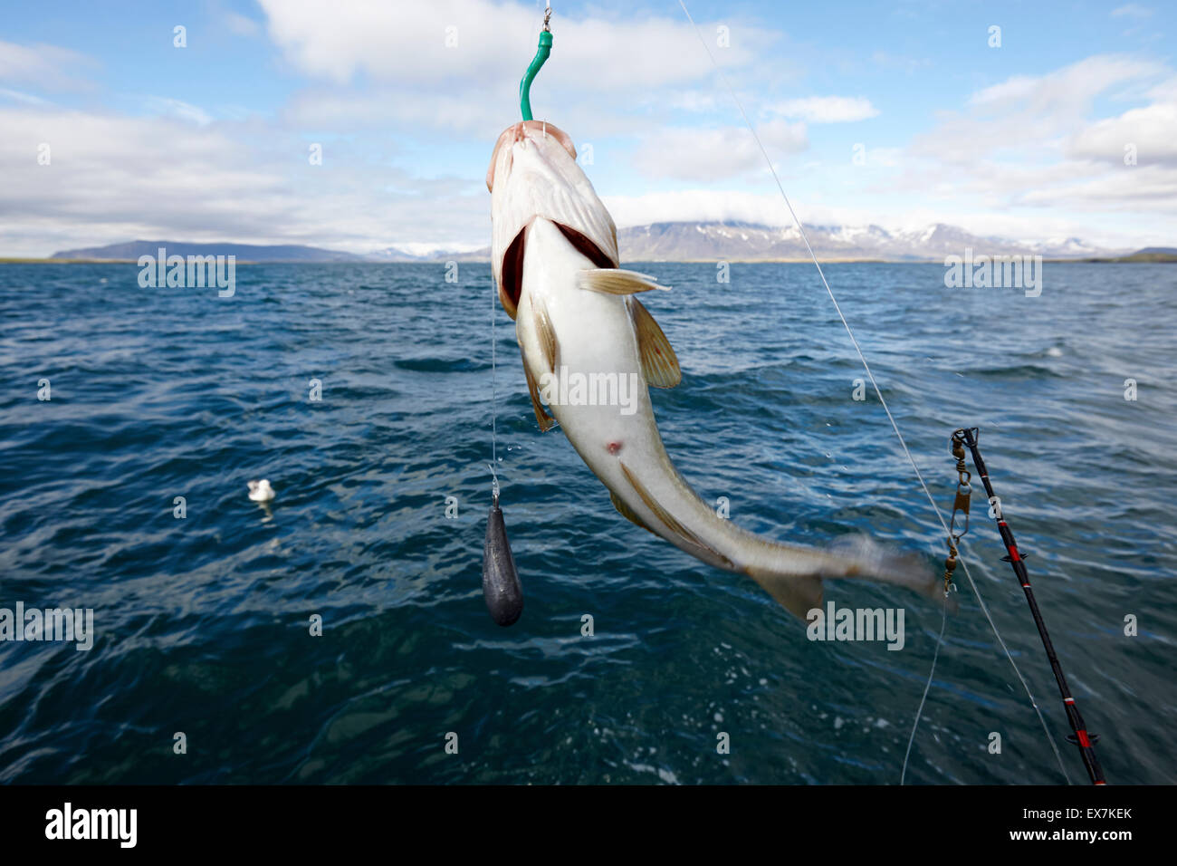 La morue capture seafishing avec la ligne la pêche en mer sur un bateau charter Reykjavik Islande Banque D'Images