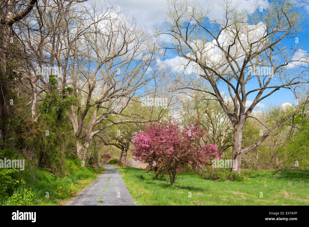 Route de gravier au printemps, vallée de Shenandoah, en Virginie, USA. Banque D'Images