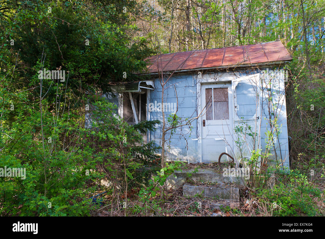 Vieux chalet en bois abandonnés envahis par la végétation dans les régions rurales de Virginie, USA. Banque D'Images