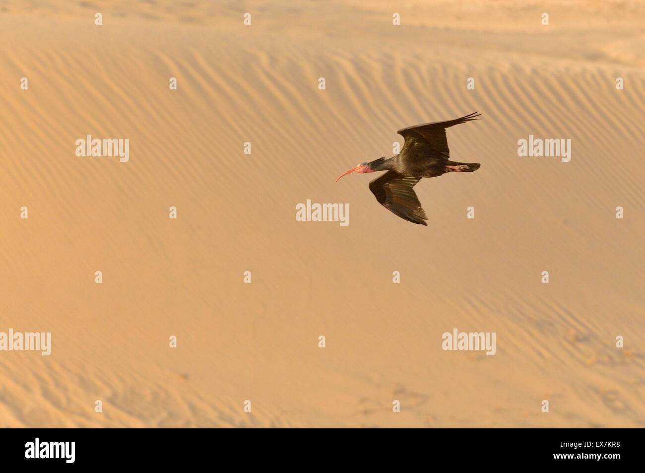 Ibis chauve Ibis Ermite (ou) Waldrapp Geronticus eremita en vol sur la côte atlantique du Maroc Banque D'Images Ibis chauve Ibis Ermite (ou) Waldrapp Geronticus eremita en vol sur la côte atlantique du Maroc Banque D'Images