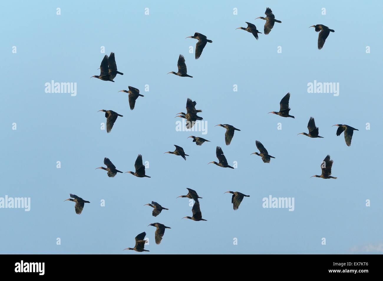 Ibis chauve Ibis Ermite (ou) Waldrapp Geronticus eremita troupeau en danger critique dans la nature photographiée sur l'ouest Banque D'Images Ibis chauve Ibis Ermite (ou) Waldrapp Geronticus eremita troupeau en danger critique dans la nature photographiée sur l'ouest Banque D'Images