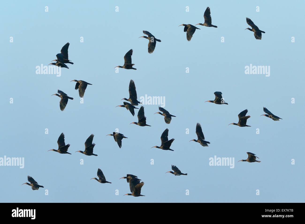 Ibis chauve Ibis Ermite (ou) Waldrapp Geronticus eremita en vol sur la côte atlantique du Maroc Banque D'Images Ibis chauve Ibis Ermite (ou) Waldrapp Geronticus eremita en vol sur la côte atlantique du Maroc Banque D'Images