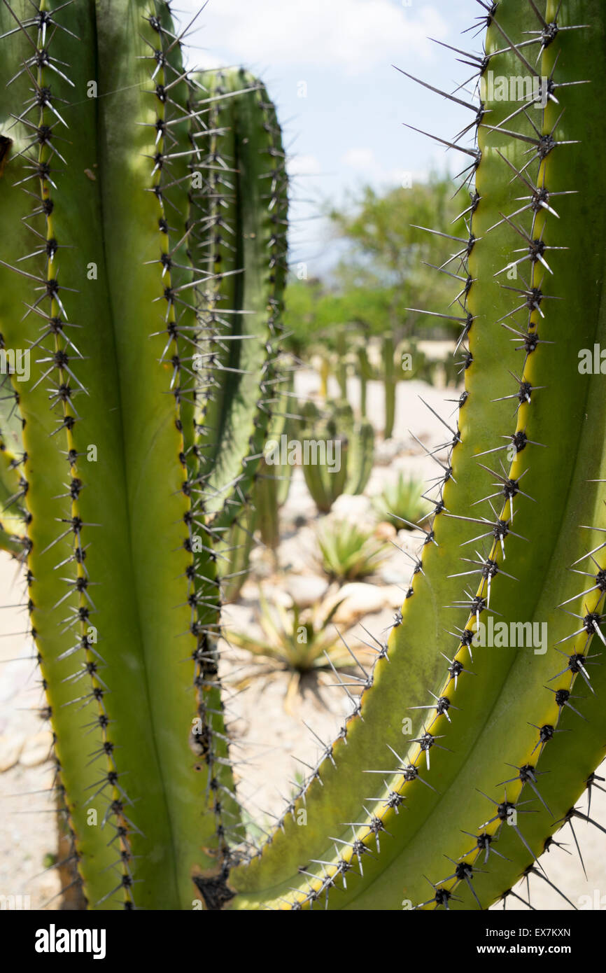 L'Armoiries de Saguaro cactus en paysage aride du Mexique Banque D'Images