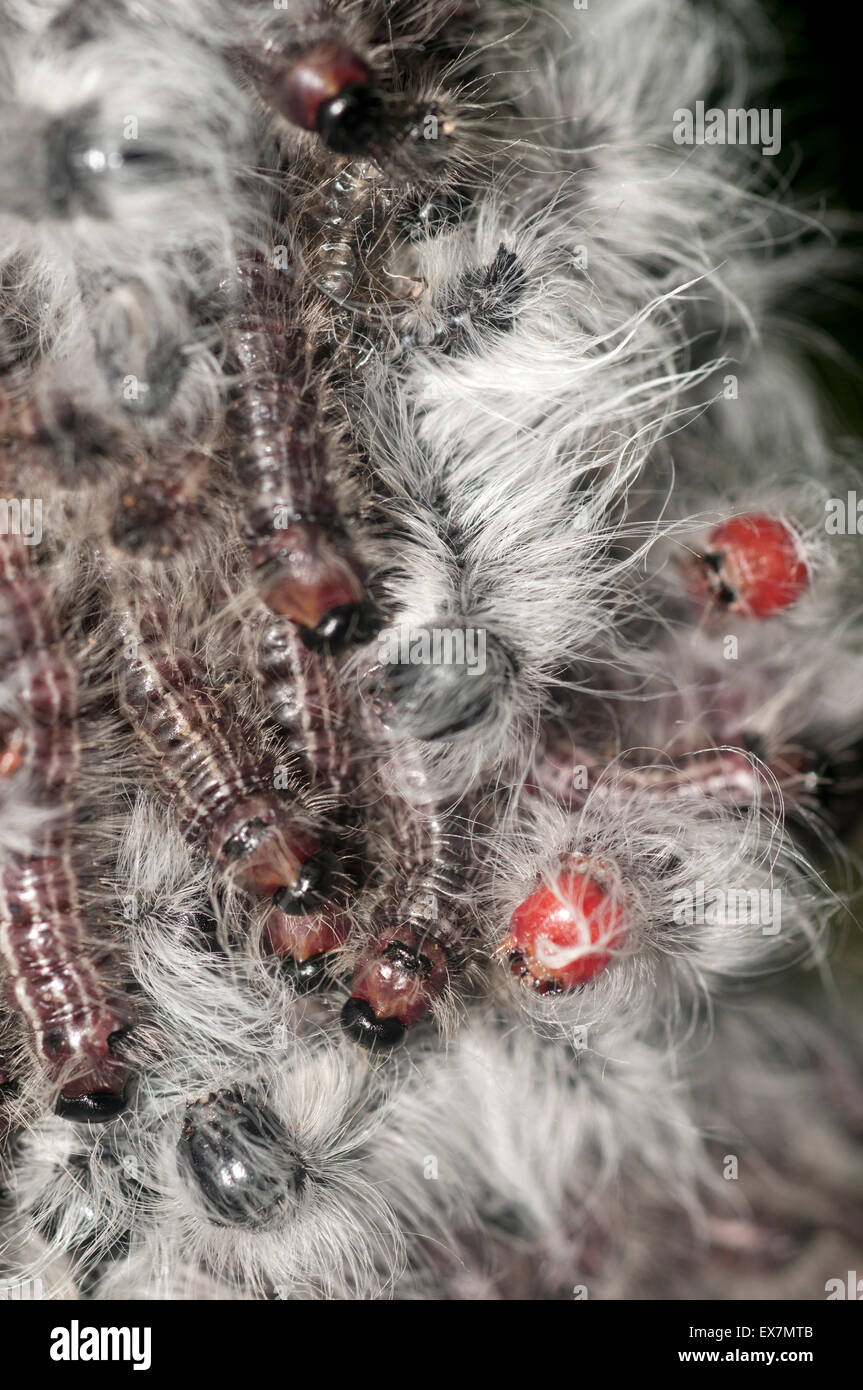 Noyer (caterpillar Datana integerrima). Banque D'Images