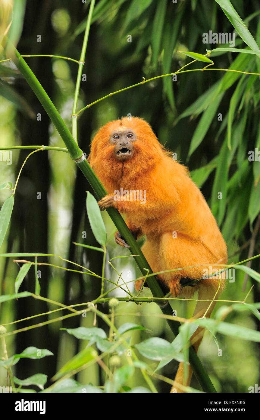 Golden Lion Tamarin Leontopithecus rosalia rosalia Espèces menacées Banque D'Images