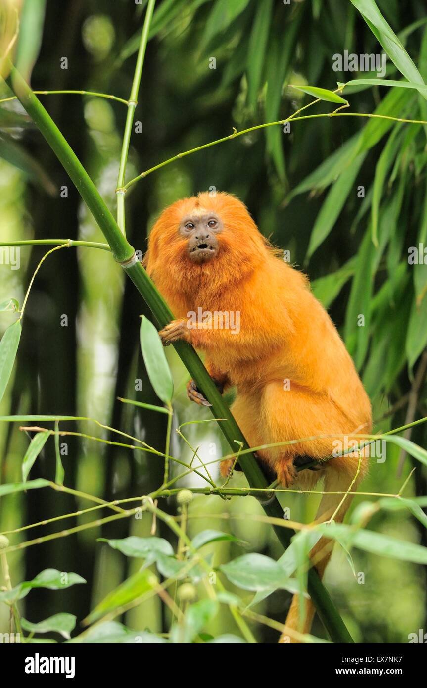 Golden Lion Tamarin Leontopithecus rosalia rosalia Espèces menacées Banque D'Images