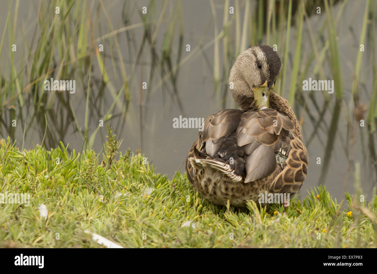 Wild Canard colvert, Anas platyrhynchos, au bord d'un étang Banque D'Images