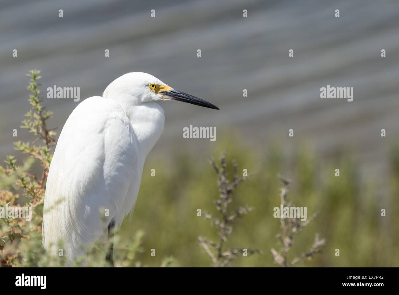 Aigrette neigeuse Egretta thula, fourrages, dans un bassin de marée à Huntington Beach, Californie du Sud Banque D'Images