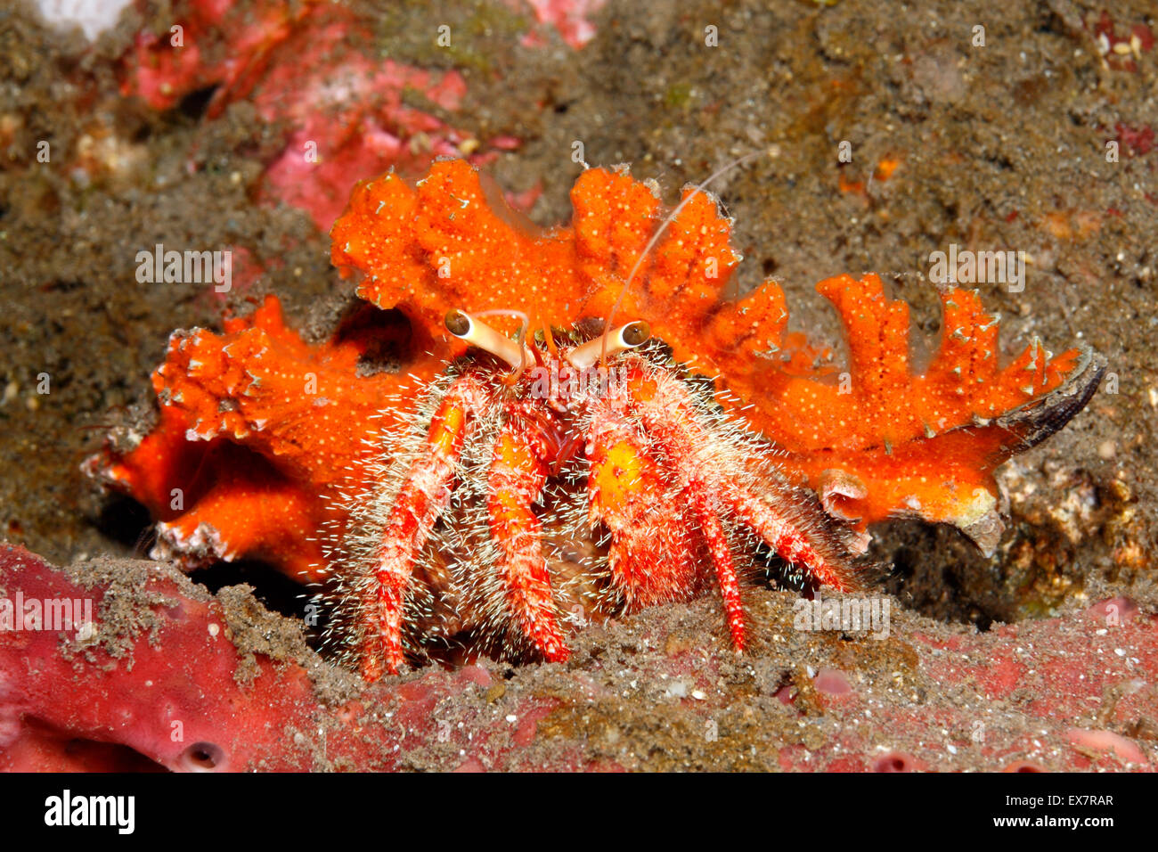 Un ermite rouge hairy marine, Dardanus lagopdes. Tulamben, Bali, Indonésie. La mer de Bali, de l'Océan Indien Banque D'Images