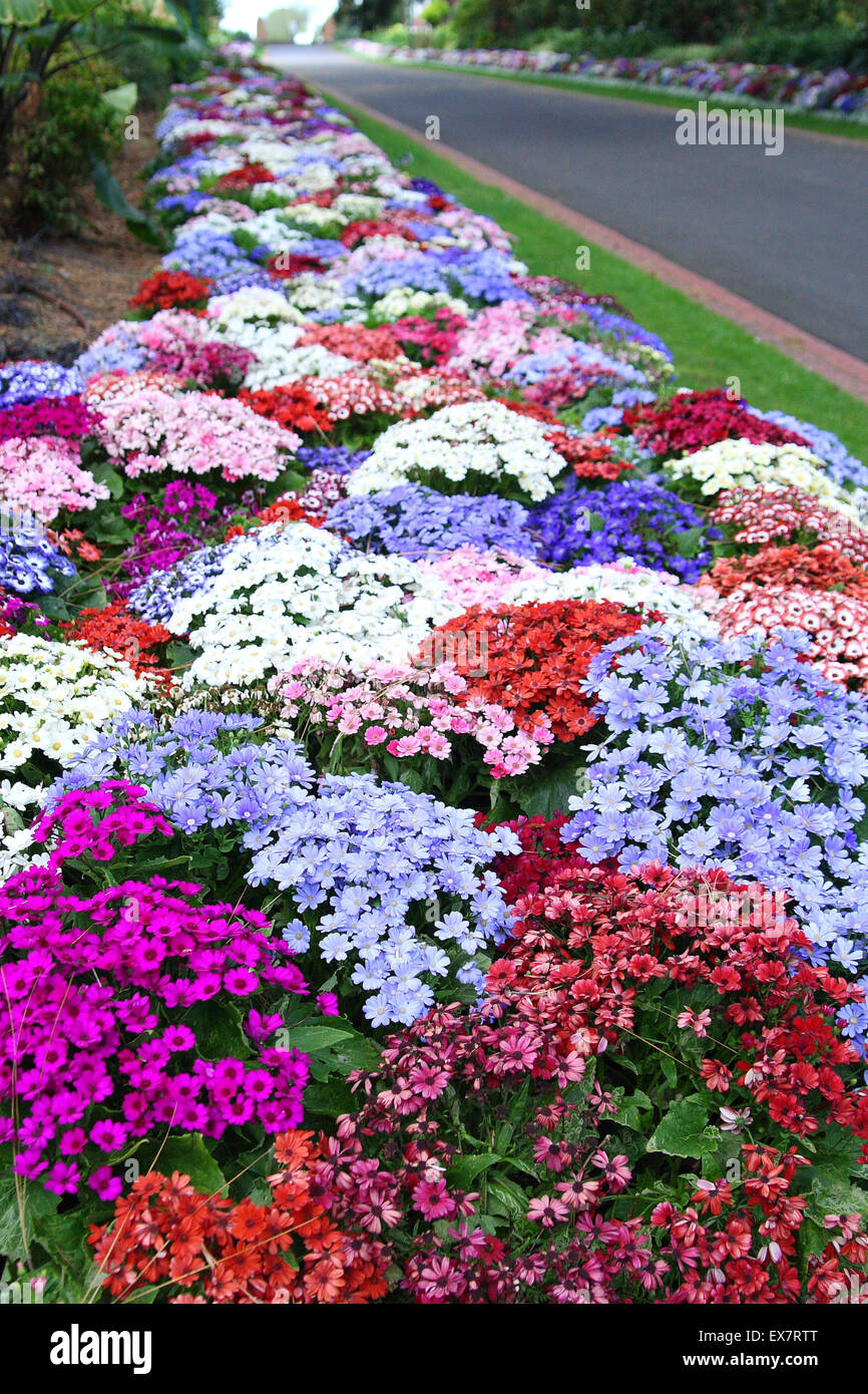 Lits de fleurs colorées dans les jardins Fitzroy Melbourne Australie Victoria Banque D'Images