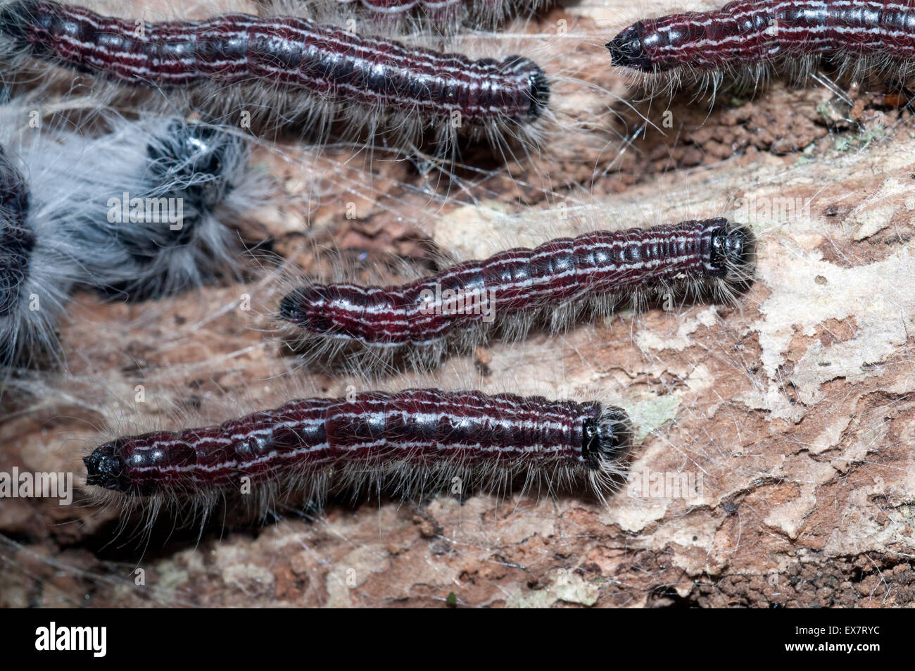 Noyer (caterpillar Datana integerrima). Banque D'Images