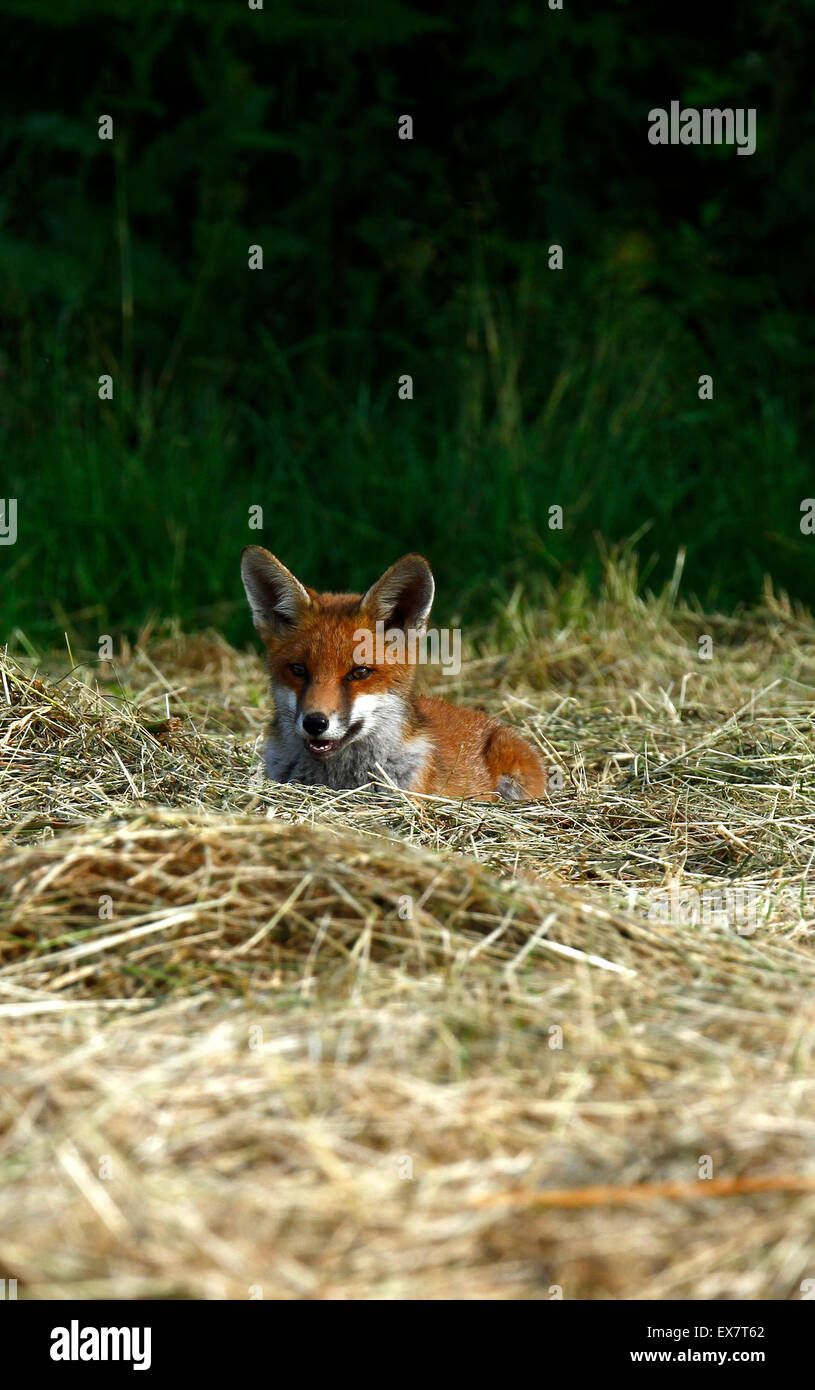 Vixar Tasse En Céramique Colorée Personnalisable Avec Texte Fox British Wildlife Animals Aquarelle Art Tasse Cadeau 330 Ml 325 Ml