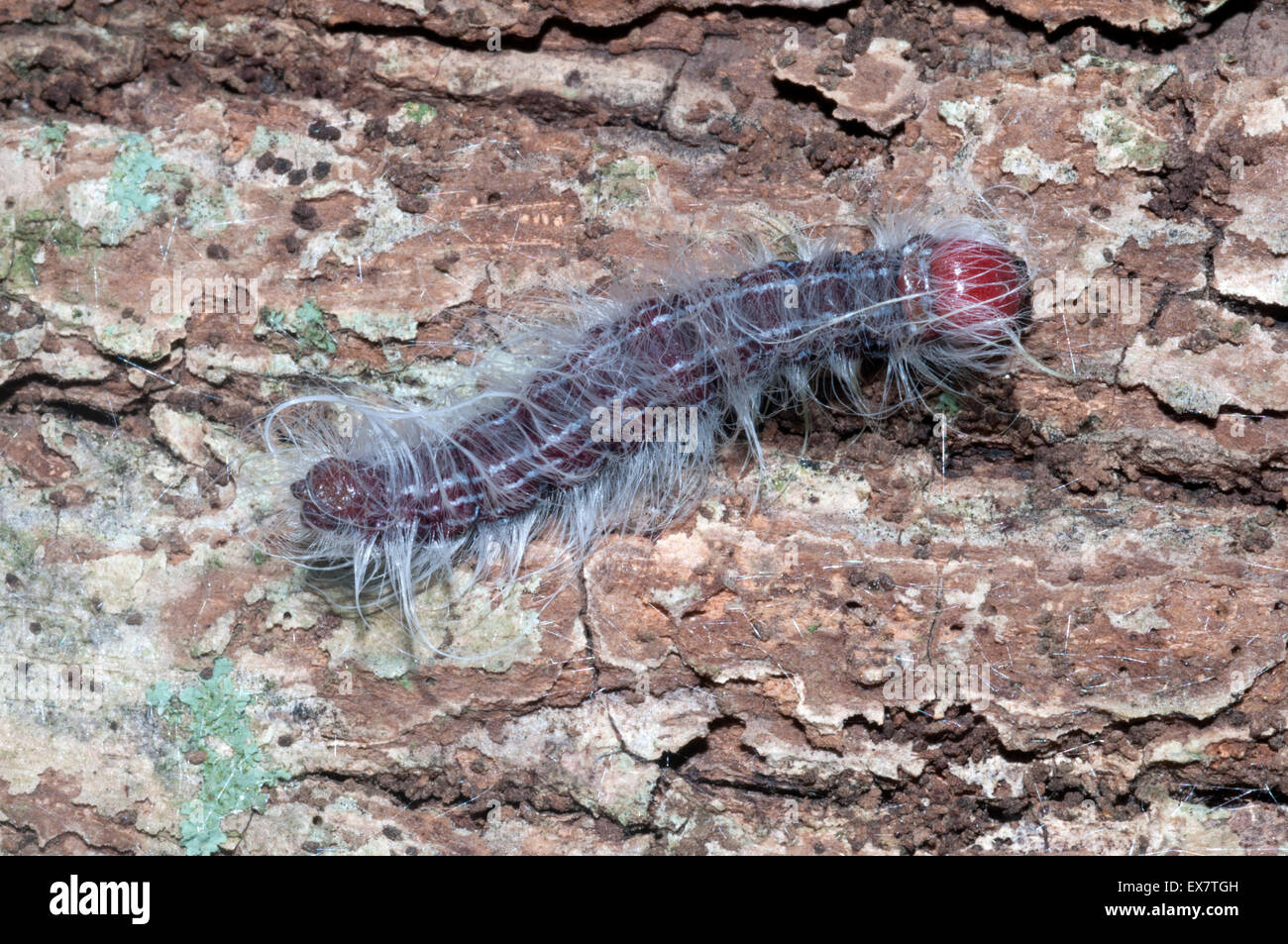 Noyer (caterpillar Datana integerrima). Banque D'Images