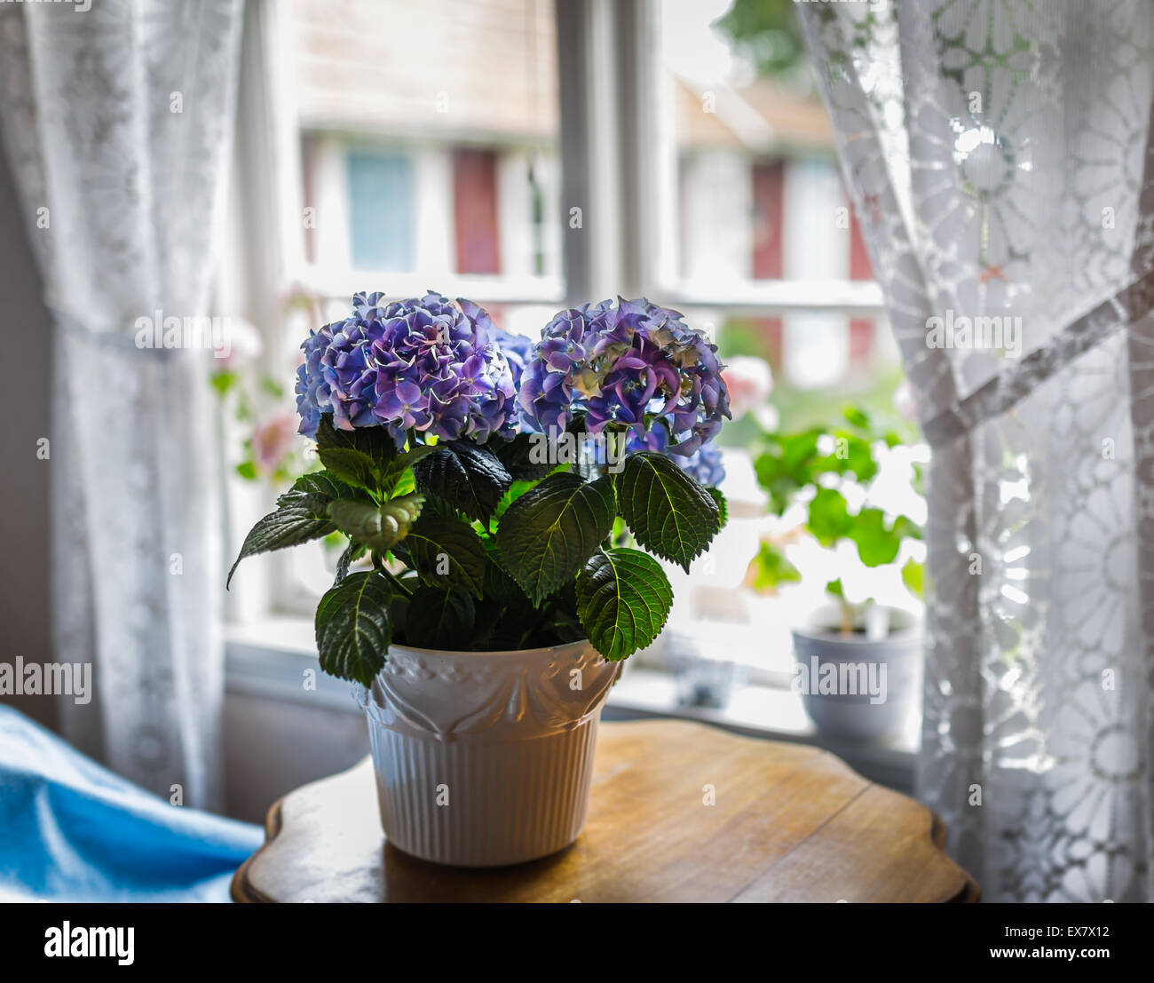Un bleu bleu plante dans un jolie fenêtre Banque D'Images