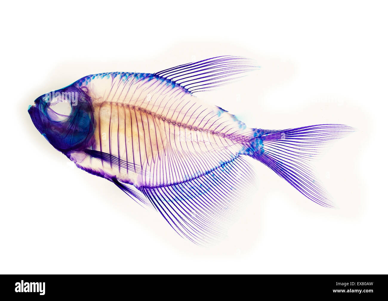 Anatomie squelette de poisson Banque D'Images