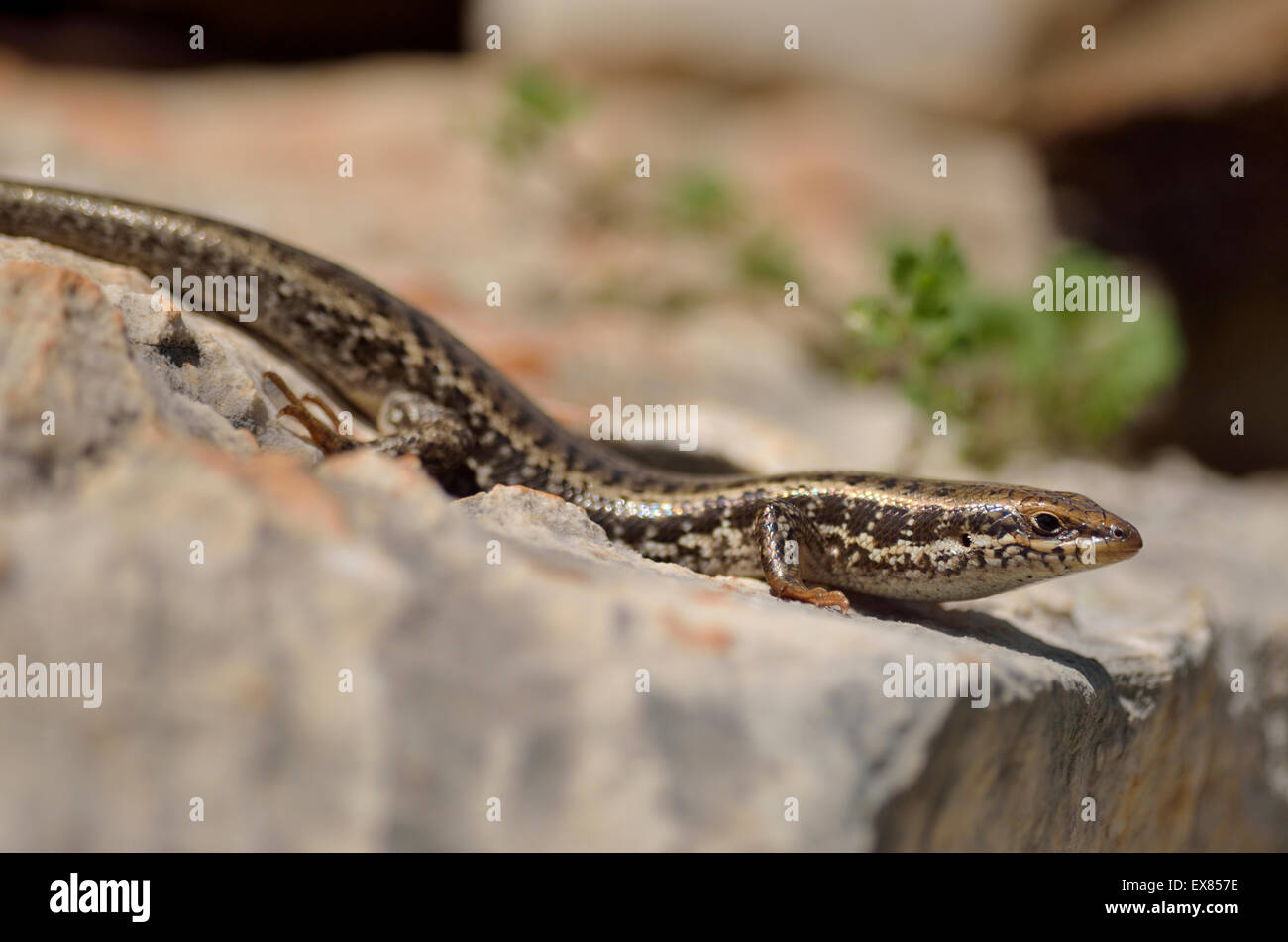 Levant adultes ou scinque Mabuya Trachylepis (herbe d'or aurata aurata) le pèlerin, Lycie, au sud-ouest de la Turquie Banque D'Images