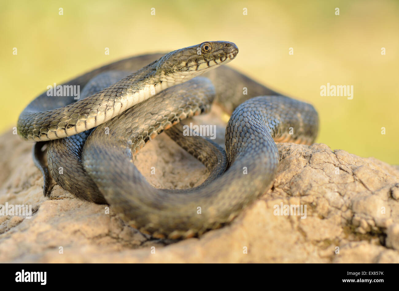 Dés adultes Snake (Natrix tessellata), Ruines de Patara, Lycie, côte lycienne, au sud-ouest de la Turquie Banque D'Images