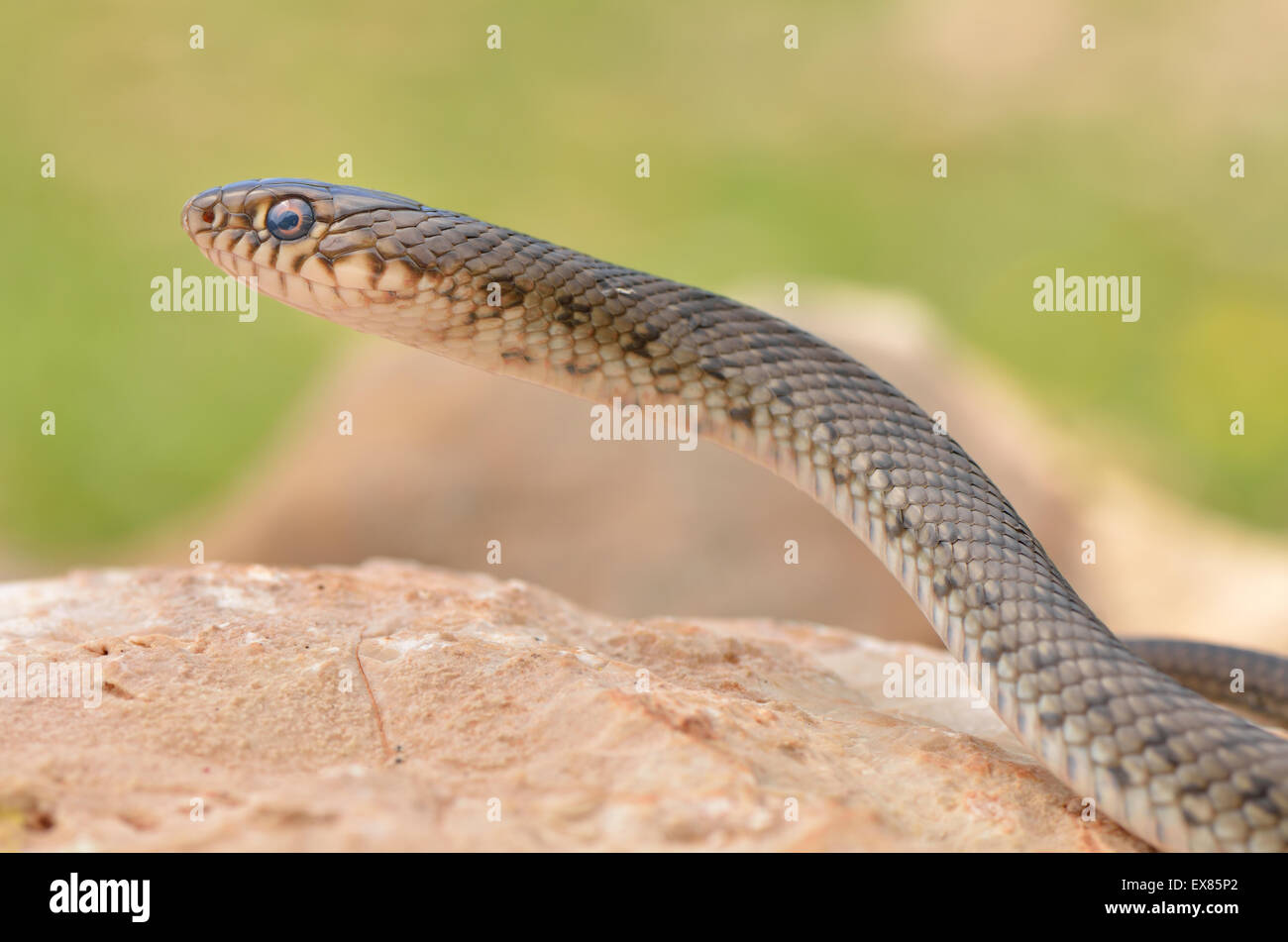 Semiadult grand serpent fouet Dolichophis (jugularis), côte lycienne, Lycie, au sud-ouest de la Turquie Banque D'Images