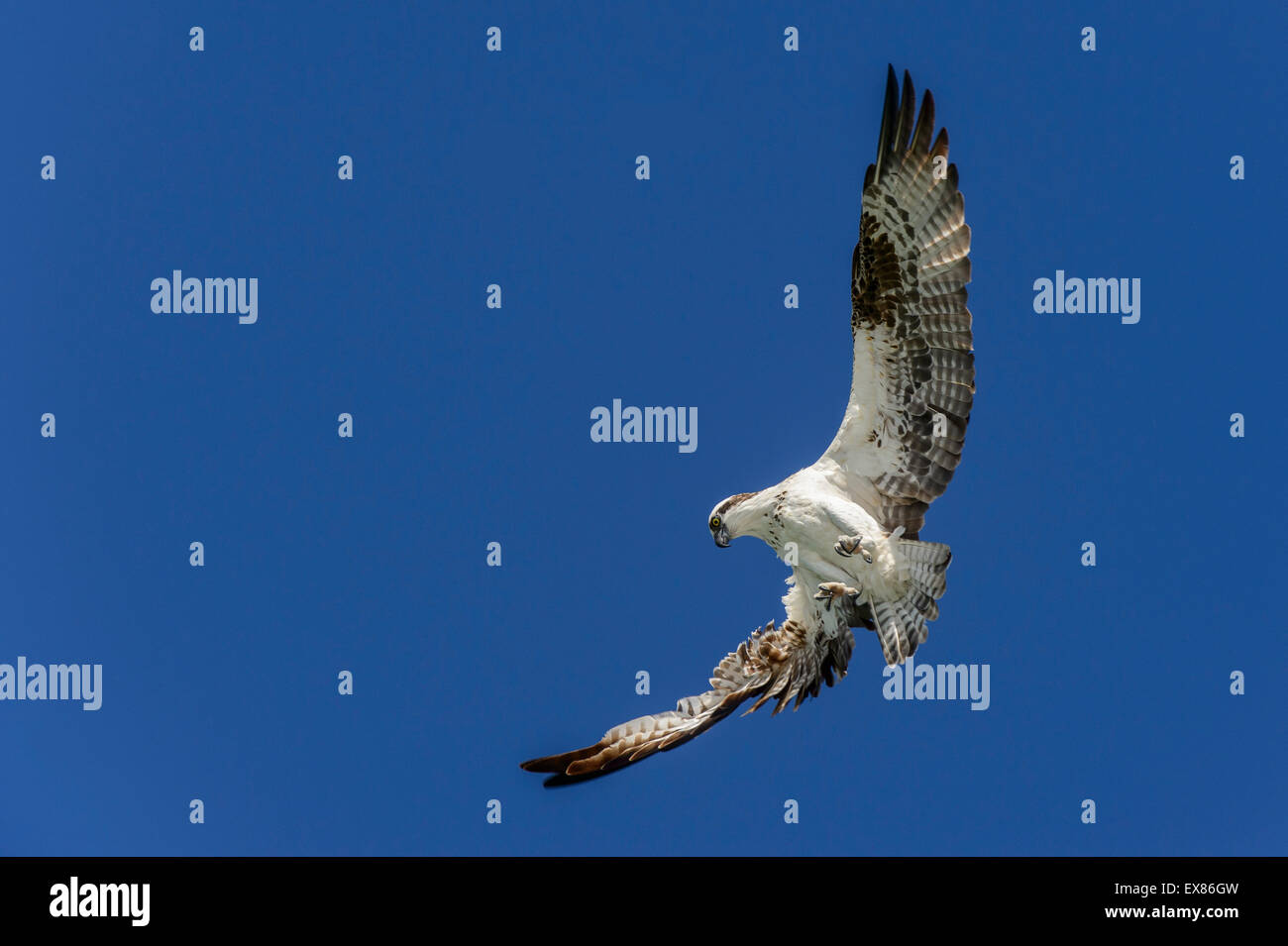 Osprey à Boca Grande, Gasparilla Island, Floride, États-Unis d'Amérique. Banque D'Images