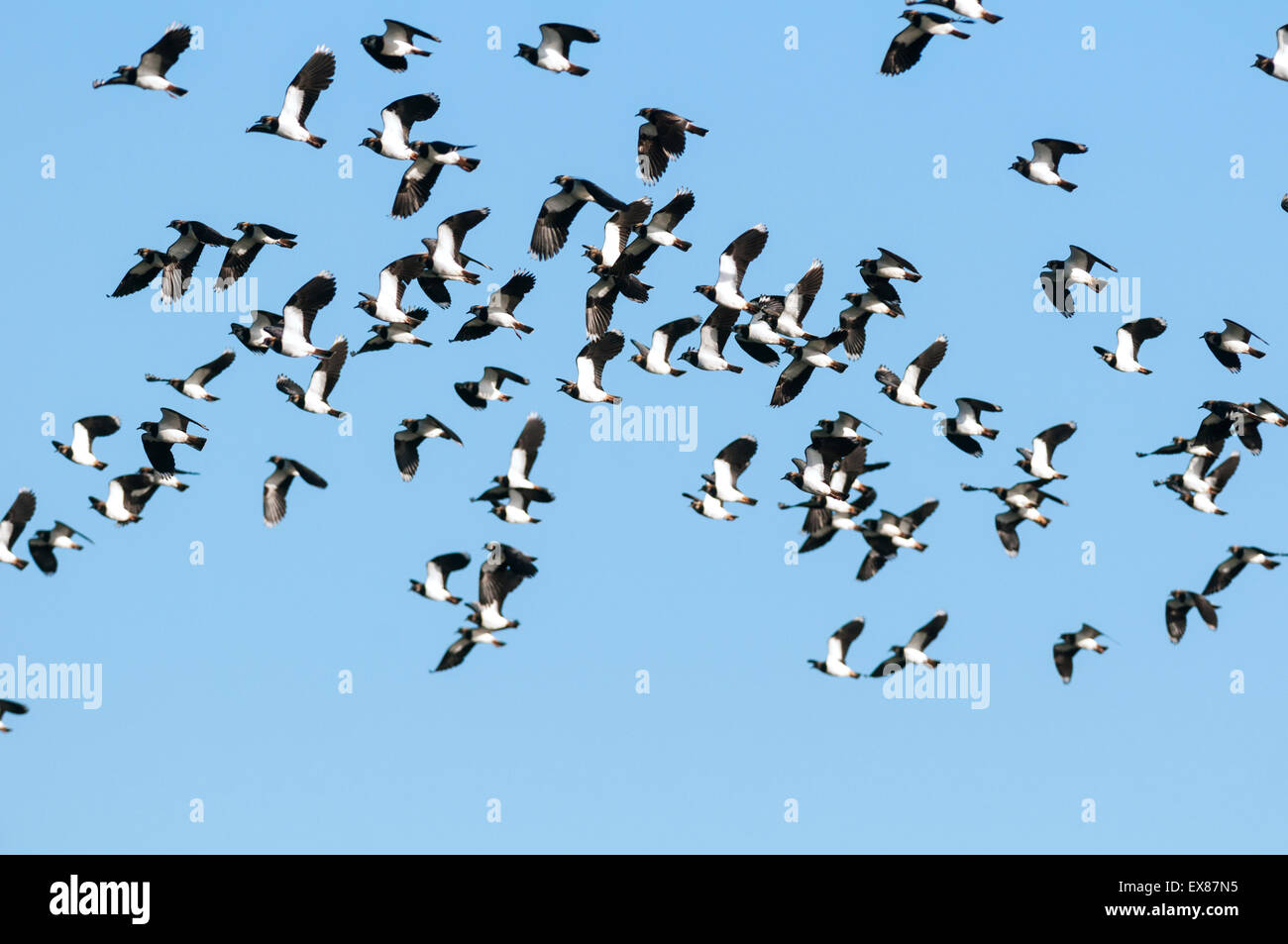 Troupeau de vanneau du Nord (Vanellus vanellus), réserve naturelle d'Elmley, île de Sheppey, Kent, Angleterre, janvier Banque D'Images