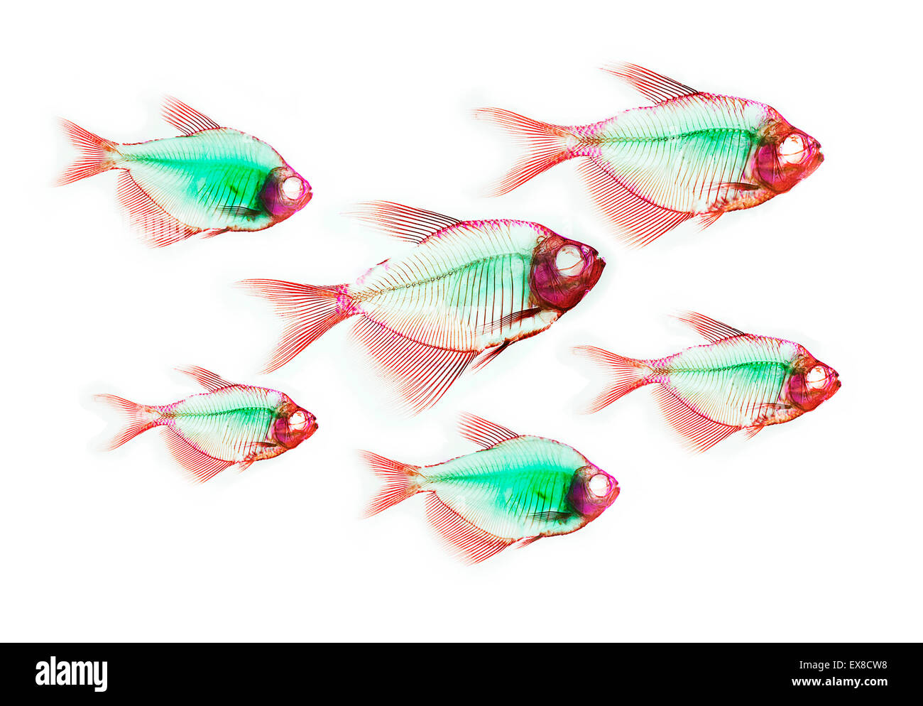 Anatomie squelette de poisson Banque D'Images