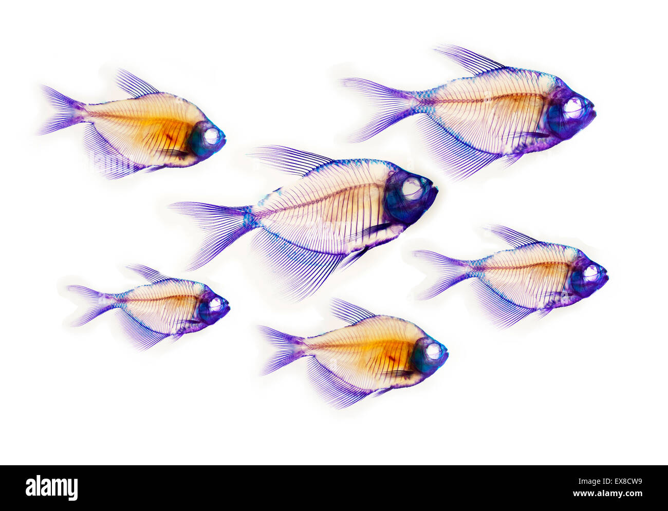 Anatomie squelette de poisson Banque D'Images