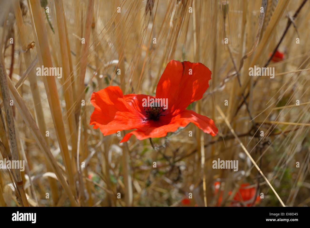 Pavot rouge sauvage dans un champ de blé en été Banque D'Images