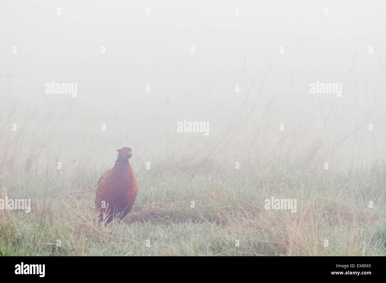 Le faisan commun (Phasianus colchicus) mâle adulte, debout dans la brume, les marais nord du Kent, à l'île de Sheppey, Kent, Angleterre, Mars Banque D'Images