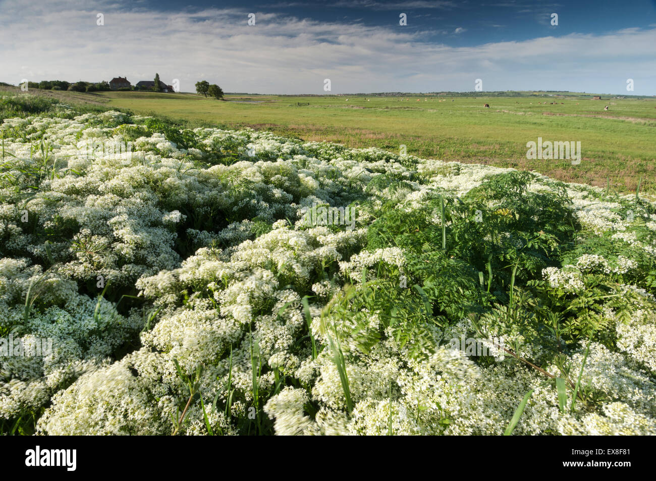 Cresson (Cardaria draba Hoary) Réserve Naturelle Elmley, Isle of Sheppey, Kent, Angleterre, printemps Banque D'Images