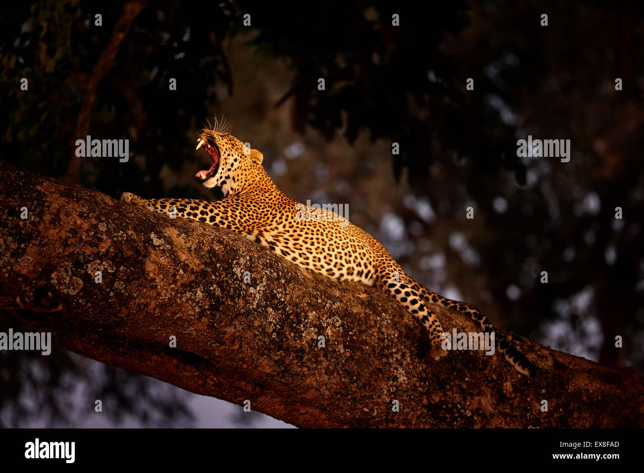 Une jeune léopard femelle se reposant dans un arbre sur une branche plus grande la nuit - bâillements. Photographié sous lumière artificielle. Parc national de Luangwa Sud, Zambie Banque D'Images Une jeune léopard femelle se reposant dans un arbre sur une branche plus grande la nuit - bâillements. Photographié sous lumière artificielle. Parc national de Luangwa Sud, Zambie Banque D'Images