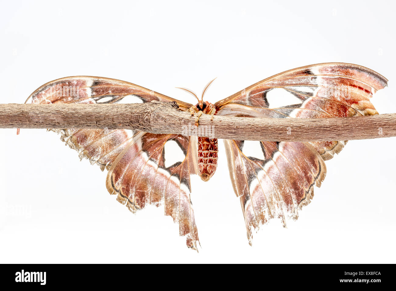 Sur une branche d'un arbre, il y a un Atlas Attacus Banque D'Images