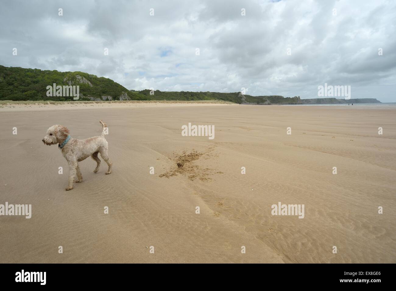 Labradoodle puppy posant sur grande plage de sable Banque D'Images