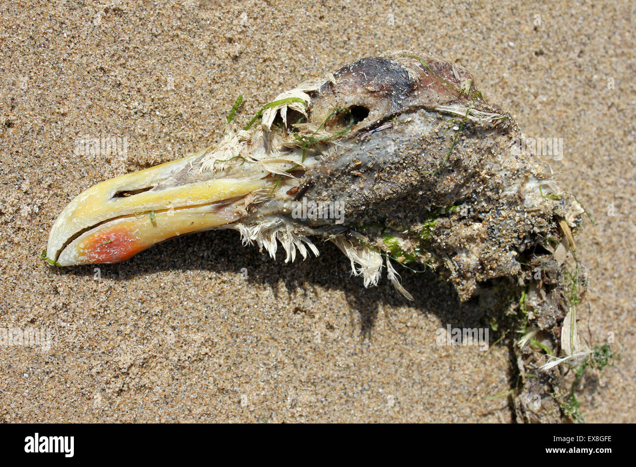 Dead Herring Gull Larus argentatus Head Banque D'Images