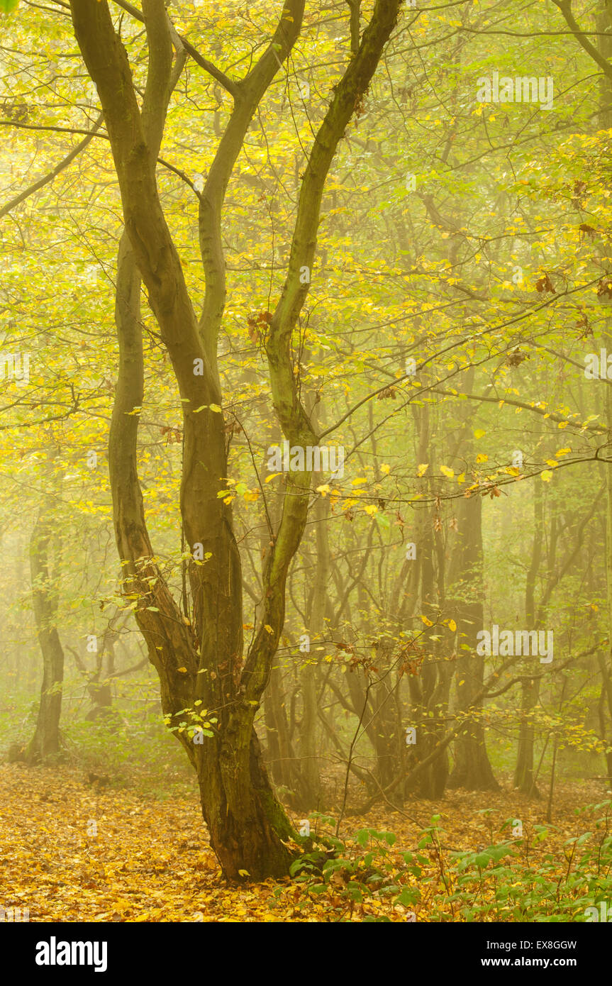 European charme (Carpinus betulus) bois de taillis à l'automne, Kent, Angleterre Banque D'Images
