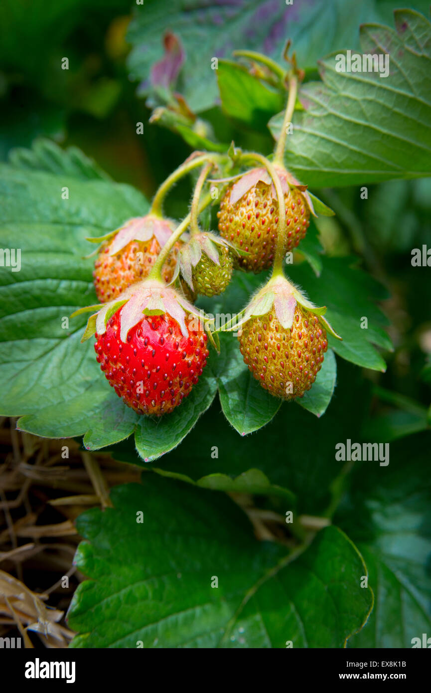 Fraises à l'arbuste Banque D'Images