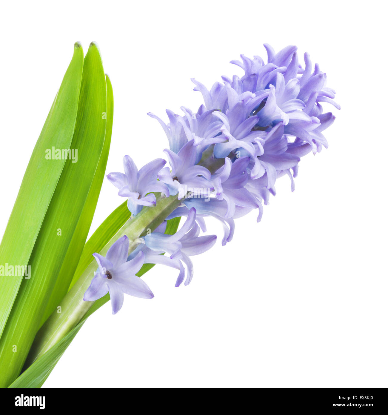 Jacinthe bleu magnifique, isolé sur fond blanc Banque D'Images