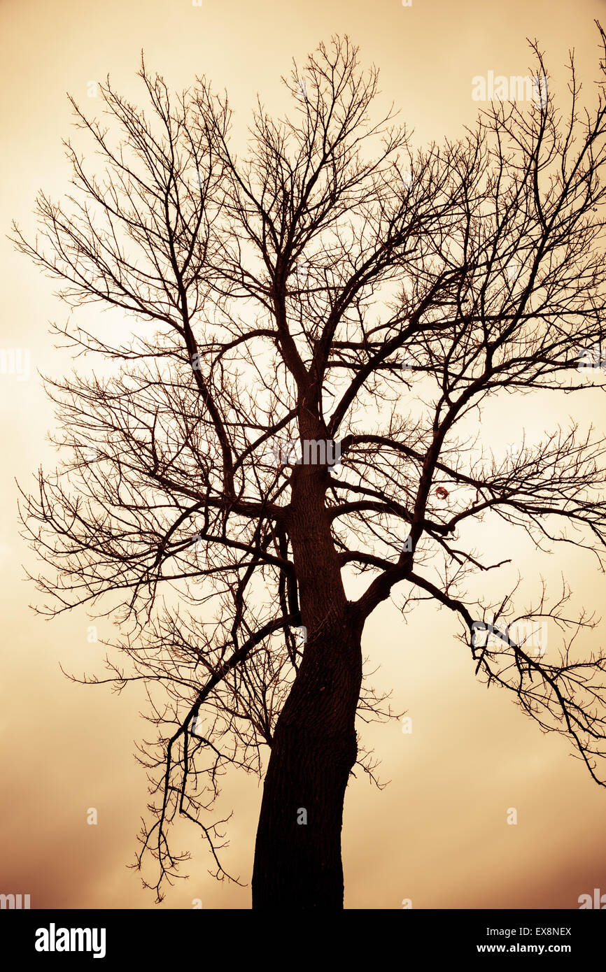 Un arbre est découpé sur un ciel de couleur orange. Banque D'Images