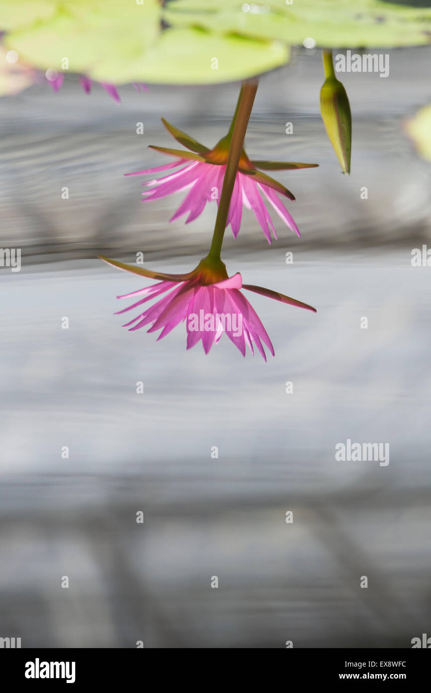 Nymphaea pubescens. Nénuphar rose réflexions dans l'eau Banque D'Images