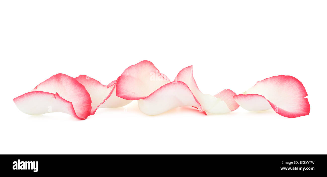 Pétales de rose, isolé sur fond blanc Banque D'Images