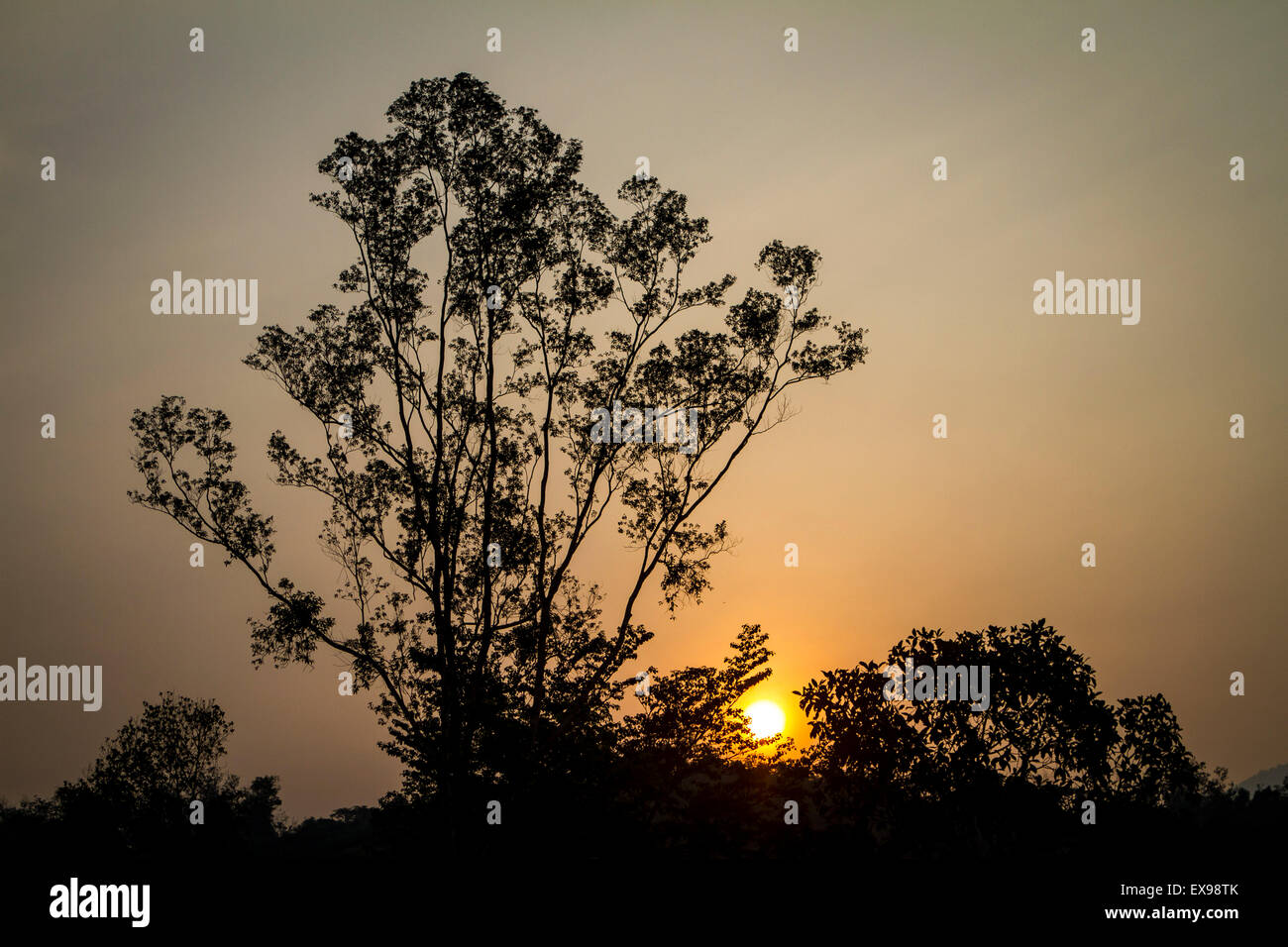 Lever de soleil derrière les silhouettes d'arbres avec un grand arbre sur le côté gauche contre un ciel orange Banque D'Images