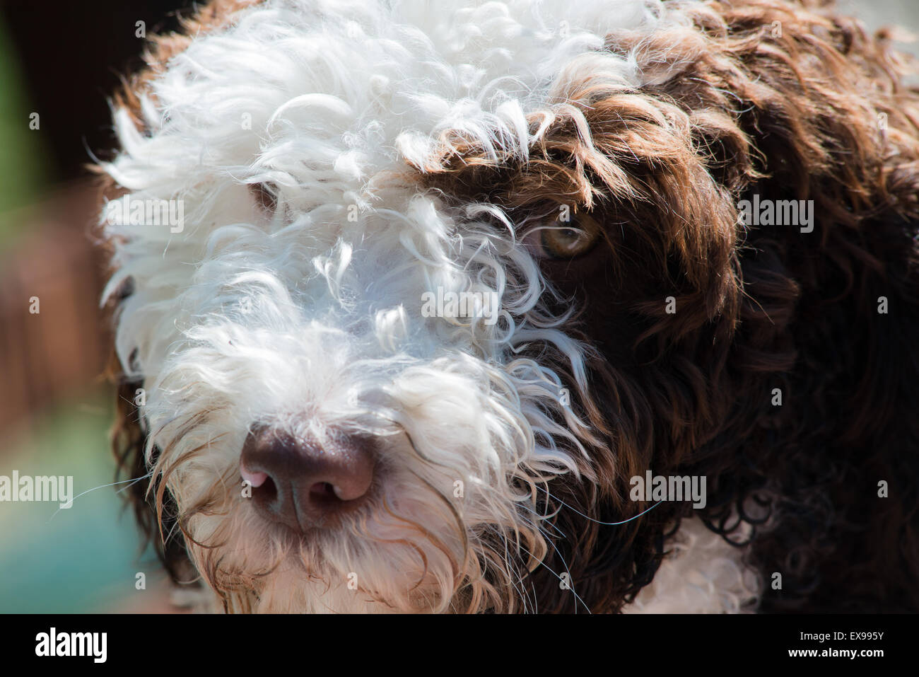 Chiot Chien d'eau Espagnol Banque D'Images