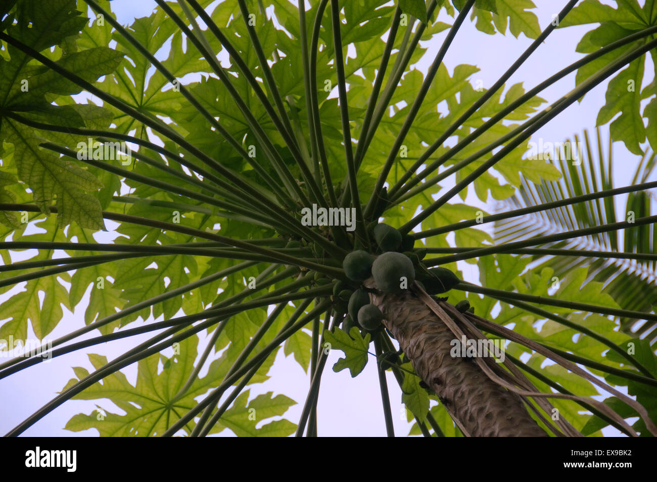 La papaye, papaye ou papaye (Carica papaya) poussant sur un arbre, Denis Island, Seychelles Banque D'Images